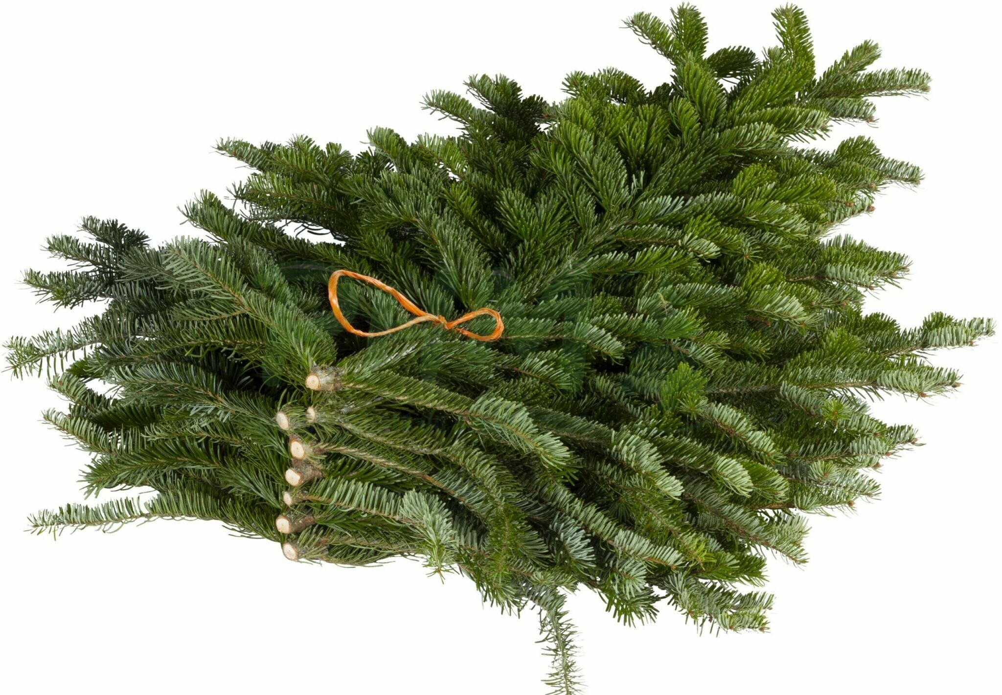 Branches de sapin Nordmann - PHM, le spécialiste du sapin floqué