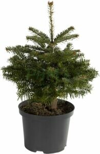 Sapins en pot de culture